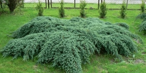 Juniper plavi tepih: opis, sadnja i njega